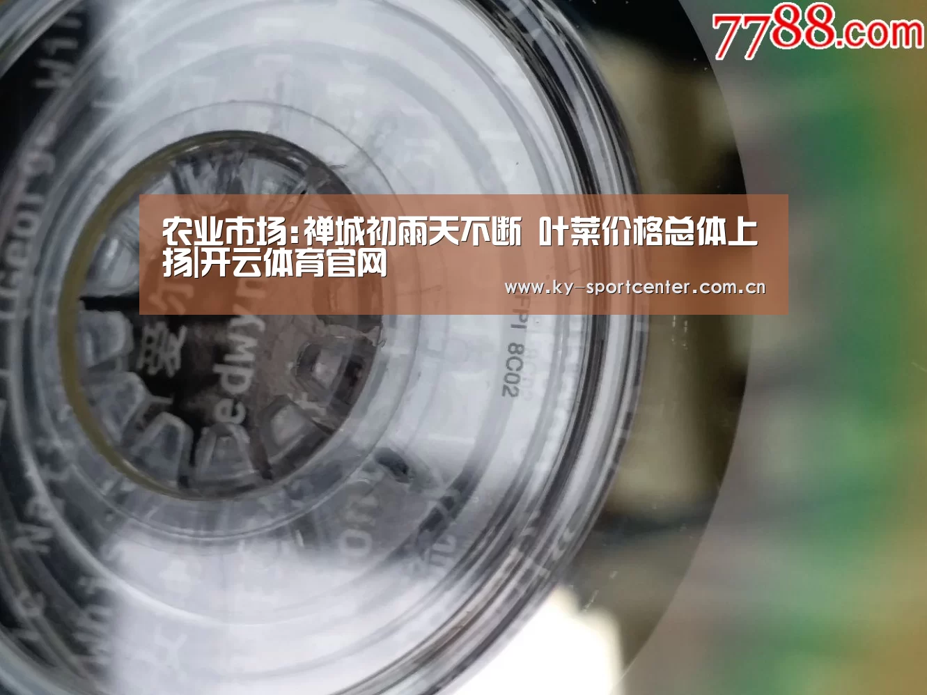 农业市场:禅城初雨天不断 叶菜价格总体上扬|开云体育官网(图2) 开云体育官方入口