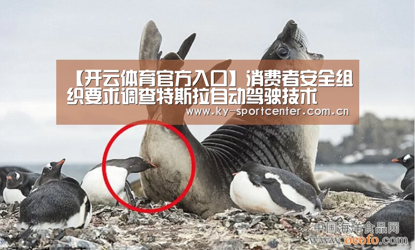 【开云体育官方入口】消费者安全组织要求调查特斯拉自动驾驶技术